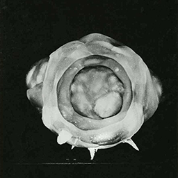 Atomic Bomb Explosion
